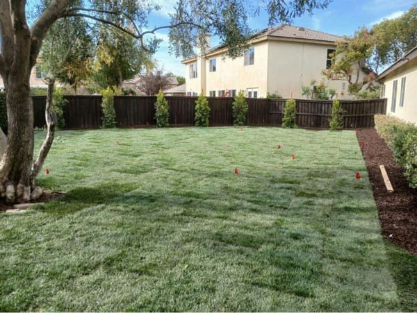 Fresh Sod Installation