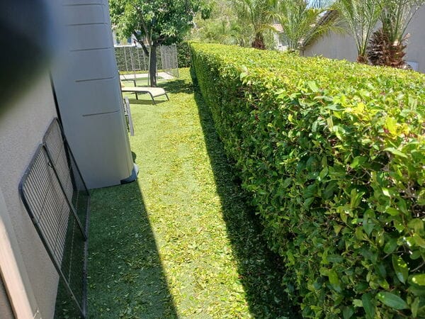 Shrub & Hedge Care